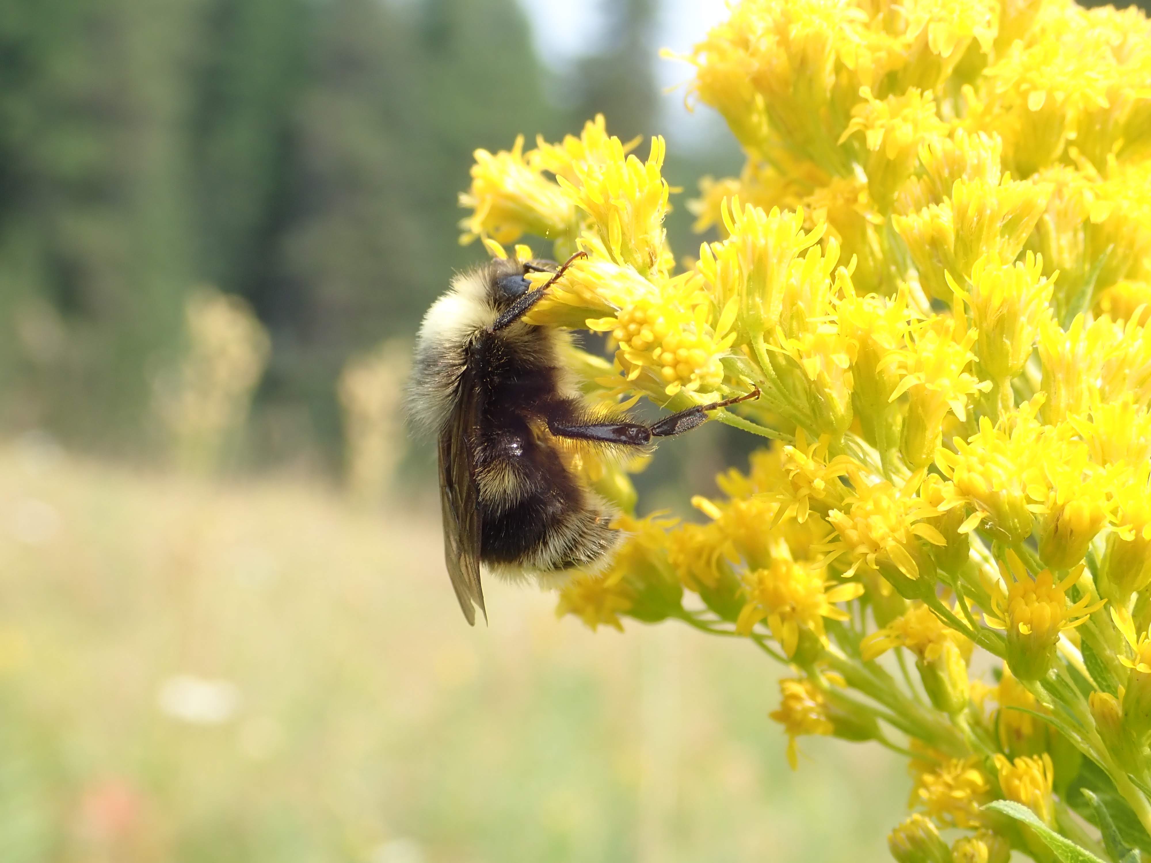 Western bumblebee on goldenrod in the Wallowa Mountains in Oregon FWS.gov